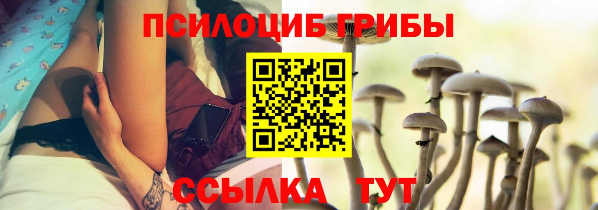 Галлюциногенные грибы Psilocybe Абакан